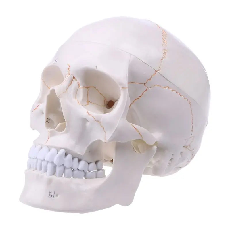 Life Size Human Skull Model Anatomical Anatomy Medical Teaching Skeleton Head Studying Teaching Supplies